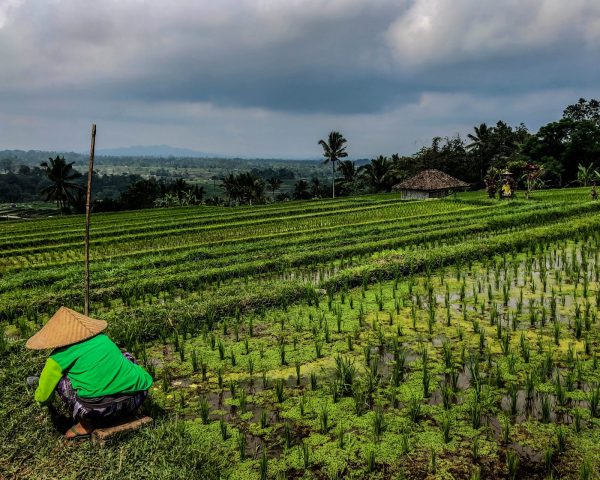 riziere bali indonesie
