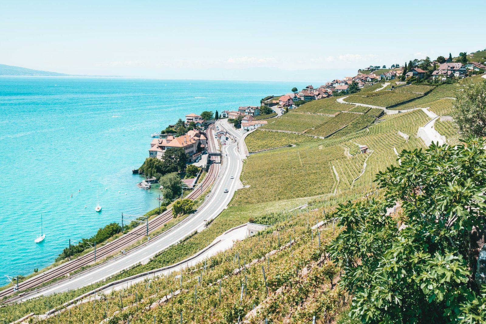 vignoble suisse