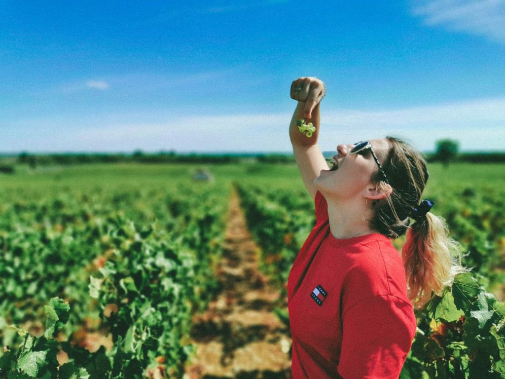 visite du vignoble bourguignon