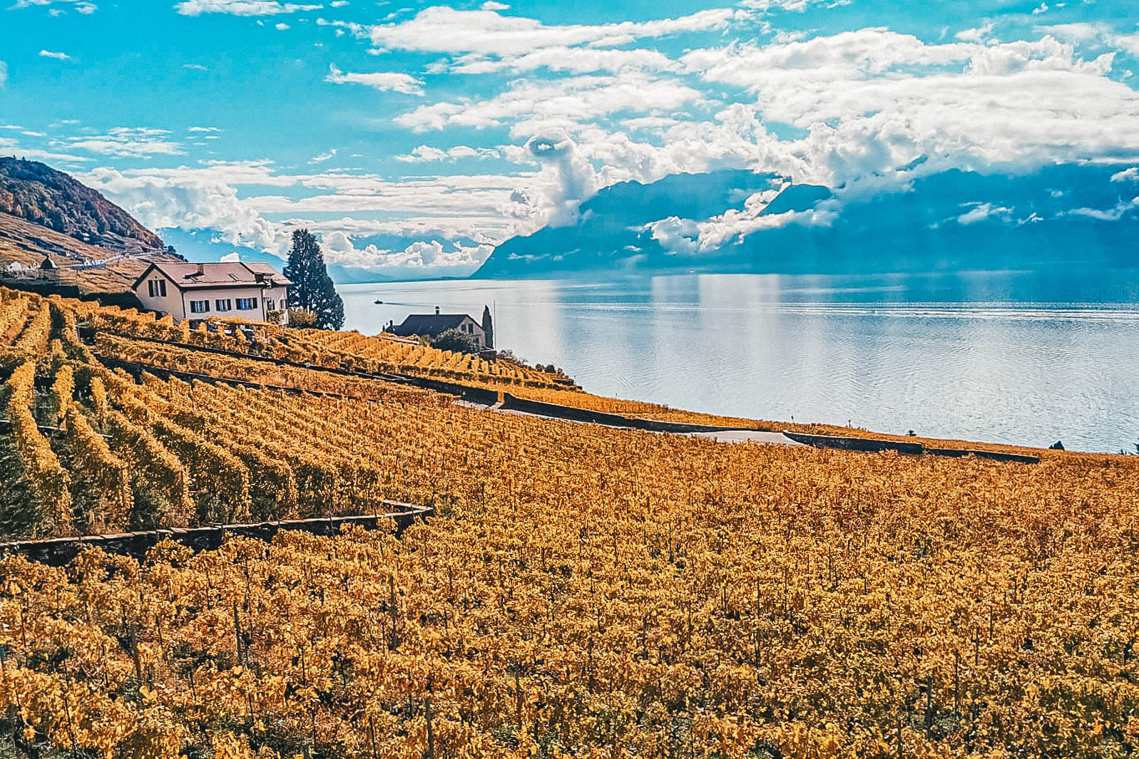 Lire la suite à propos de l’article Les terrasses de Lavaux