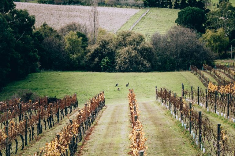 région de mornington peninsula domaine viticole
