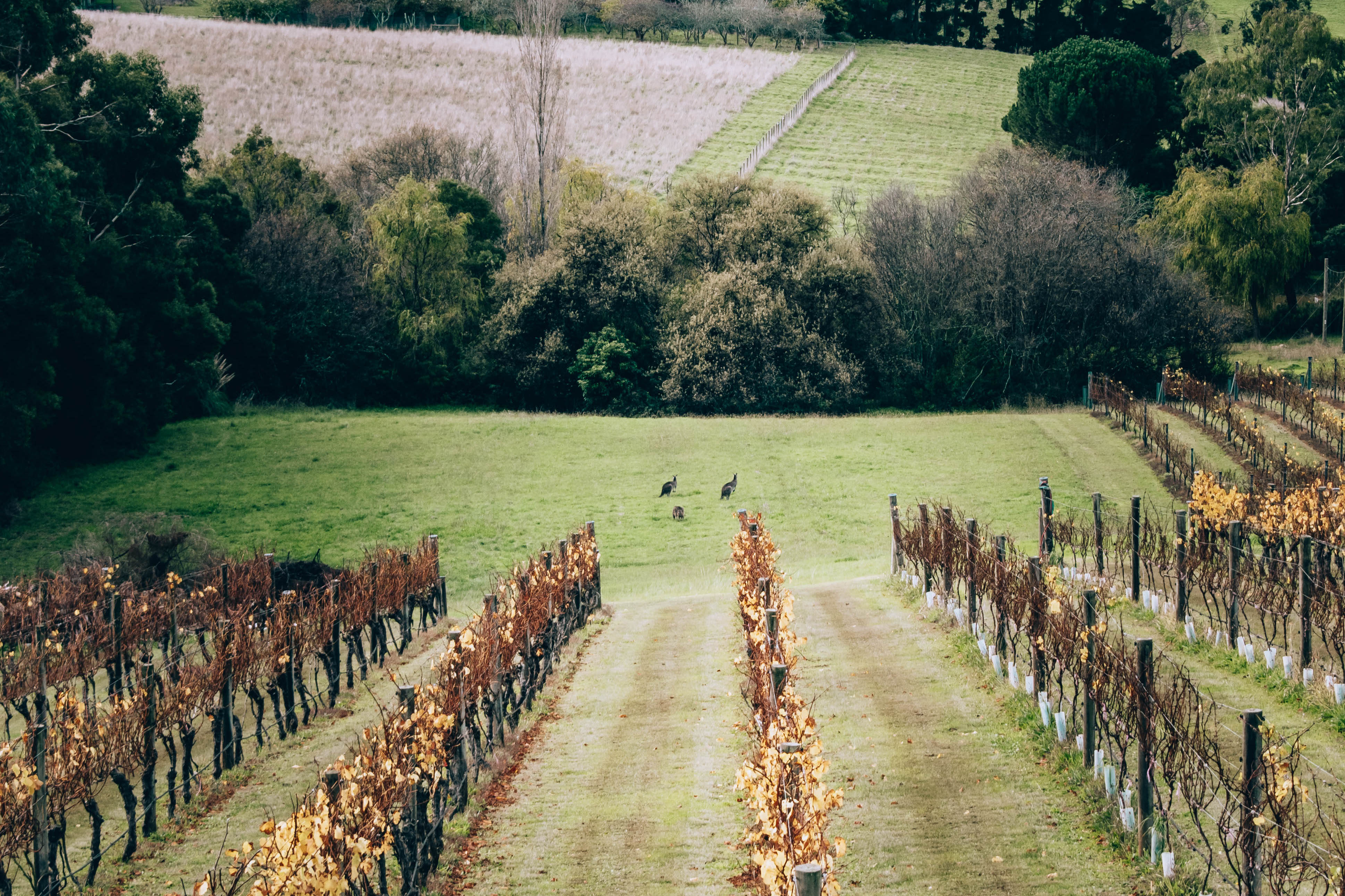Lire la suite à propos de l’article La Mornington Peninsula, une région touristique renommée pour son Pinot Noir de qualité